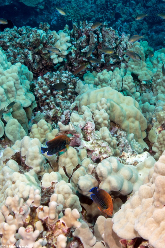 Centropyge potteri (Potter's Angelfish)
