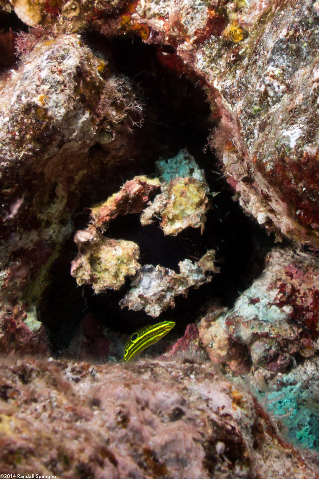 Halichoeres ornatissimus (Ornate Wrasse)
