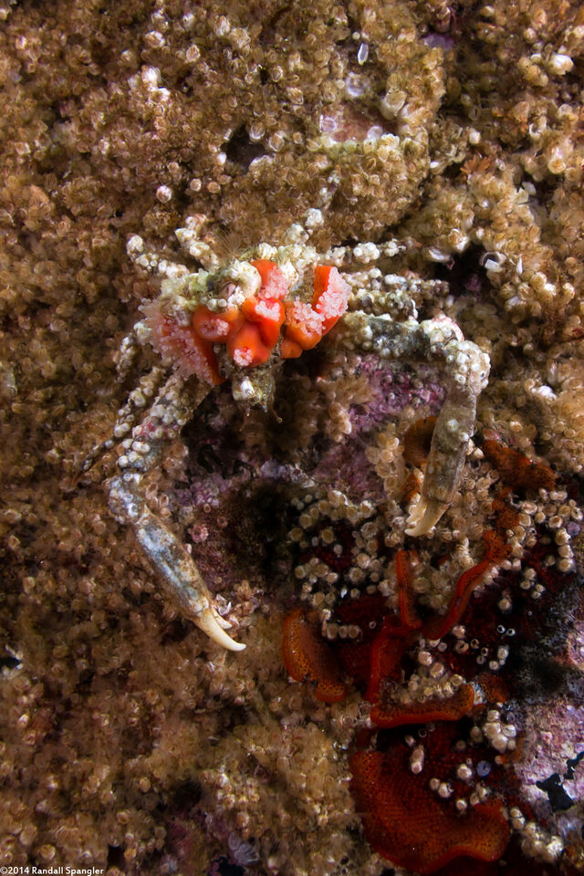 Scyra acutifrons (Sharpnose Crab)