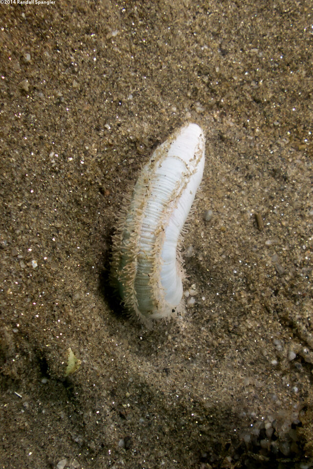 Labidodemas sp.1 (Labidodemas sp.1)