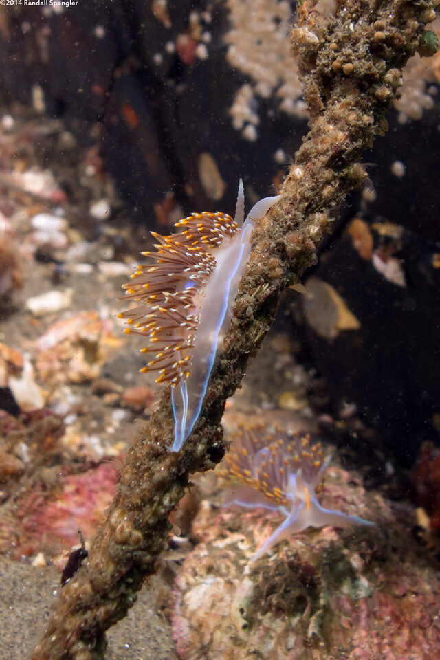 Hermissenda opalescens (Opalescent Nudibranch)