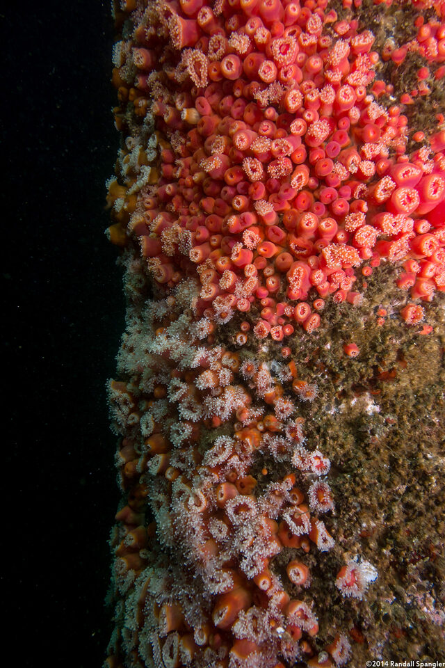 Corynactis californica (Club-Tipped Anemone); Different color colonies next to each other