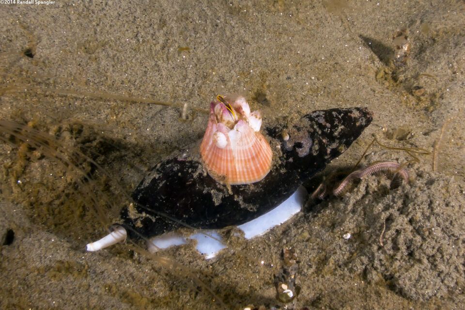 Megabalanus californicus (California Barnacle)