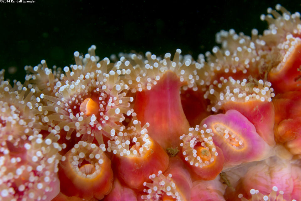 Corynactis californica (Club-Tipped Anemone)