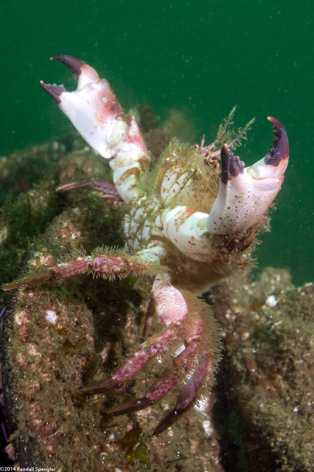 Romaleon antennarium (Pacific Rock Crab)