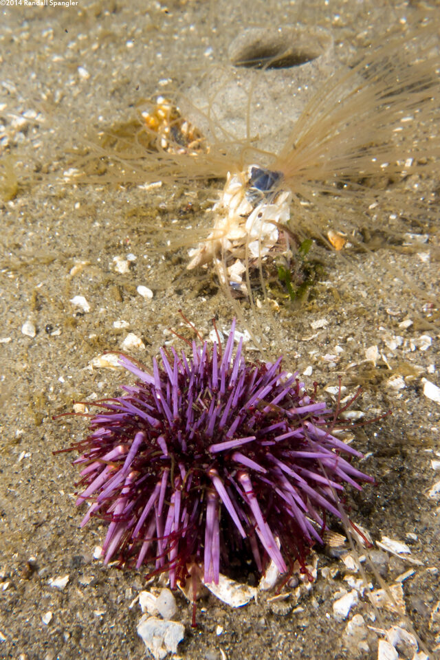 Thelepus crispus (Terebellid Worm)