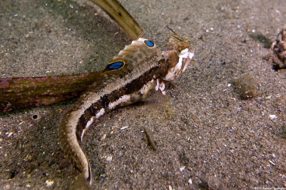 Neoclinus blanchardi (Sarcastic Fringehead)
