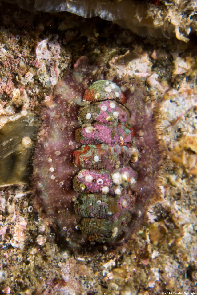 Mopalia ciliata (Hairy Chiton)