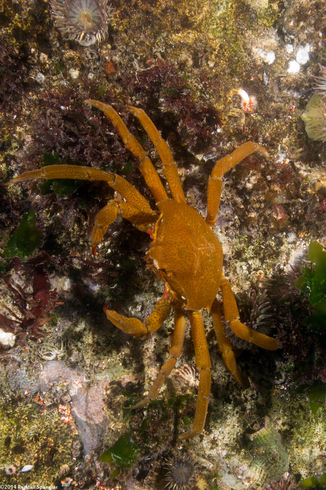 Pugettia producta (Northern Kelp Crab)