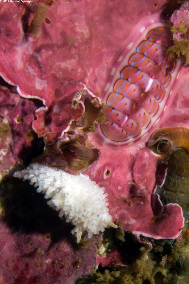 Aegires albopunctatus (Salt-and-Pepper Dorid)