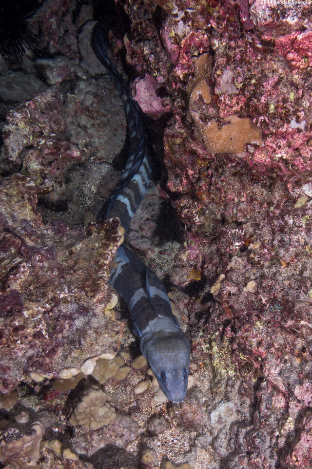 Conger marginatus (Hawaiian Conger)