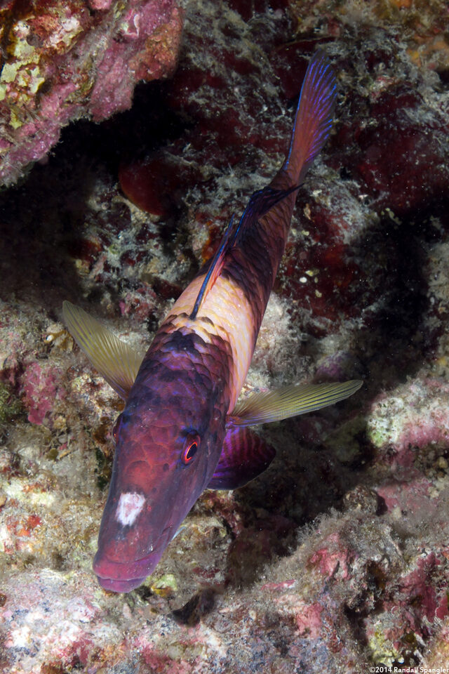 Parupeneus multifasciatus (Manybar Goatfish)