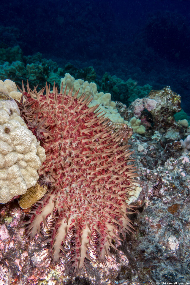 Acanthaster solaris (Crown-of-Thorns Star)