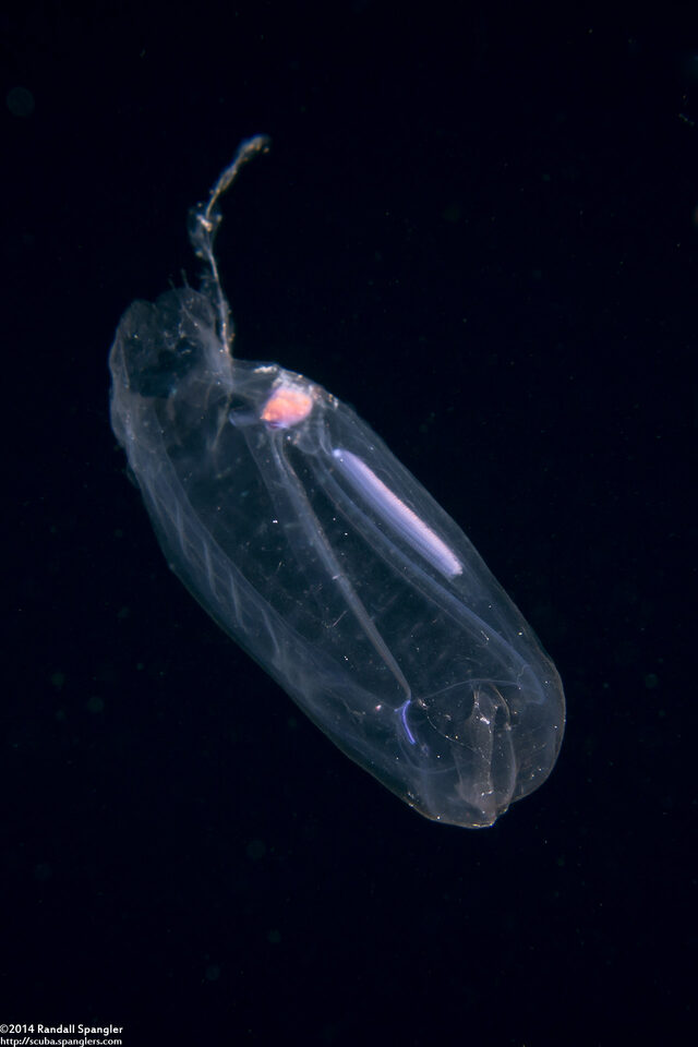Salpa fusiformis (Common Salp)