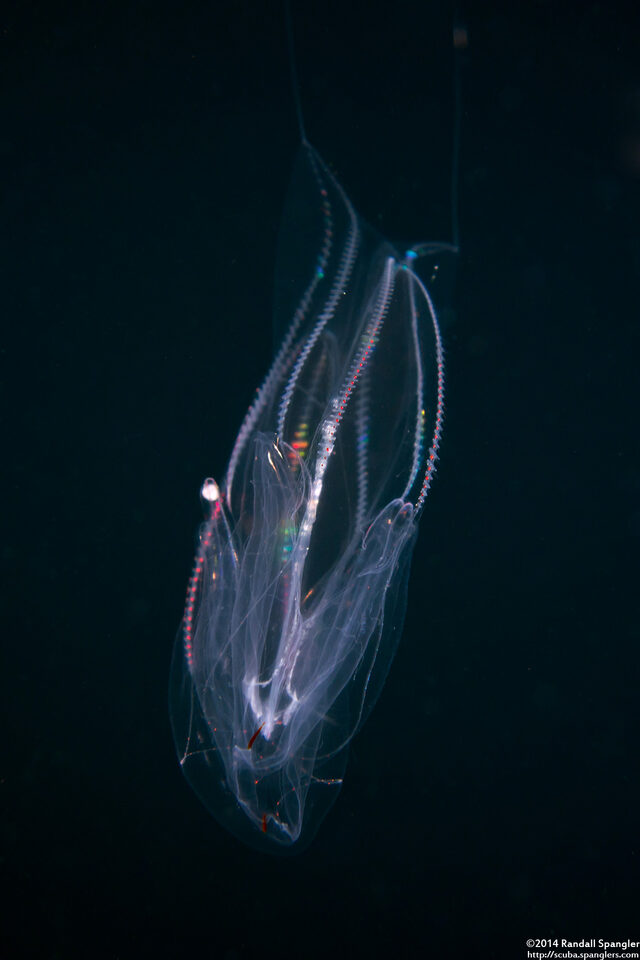 Eurhamphaea vexilligera (Redspot Comb Jelly)