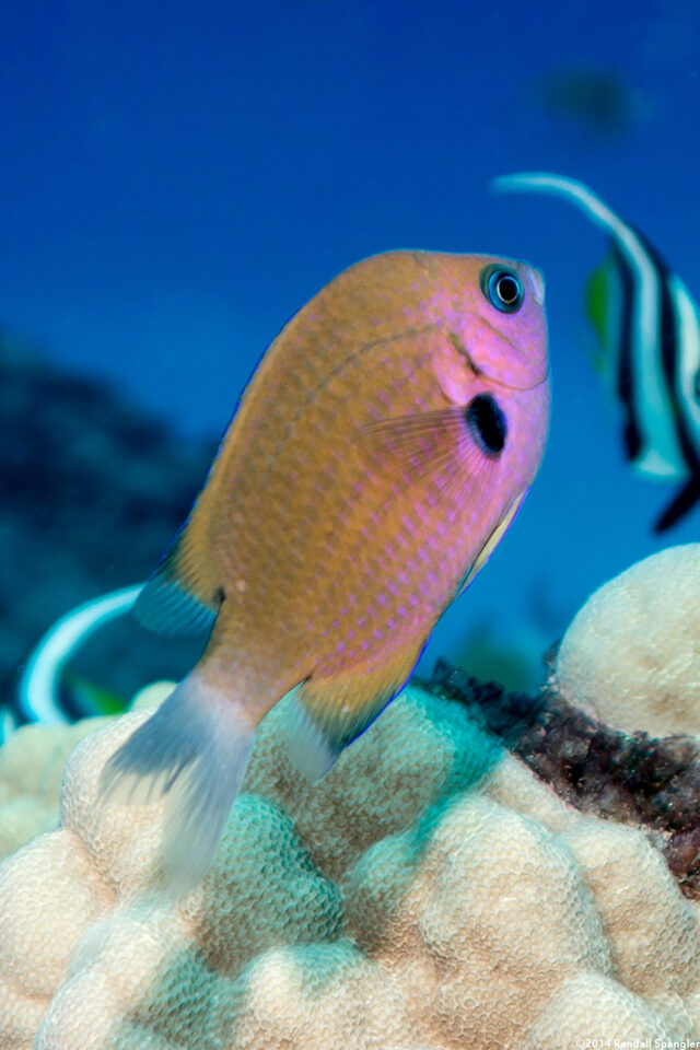 Chromis agilis (Agile Chromis)
