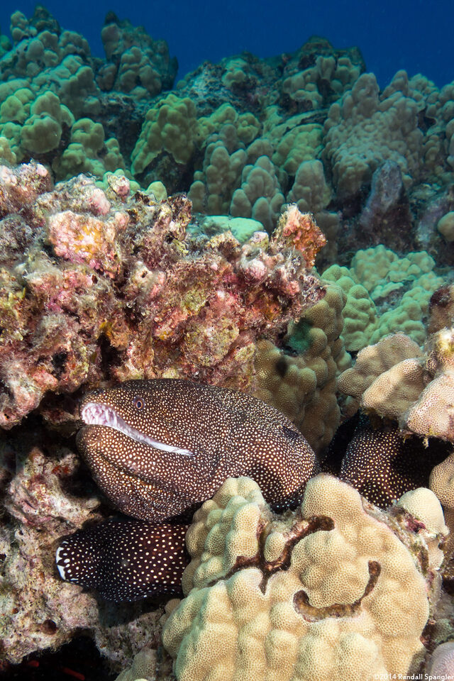 Gymnothorax meleagris (Whitemouth Moray)