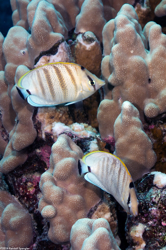 Chaetodon multicinctus (Multiband Butterflyfish)