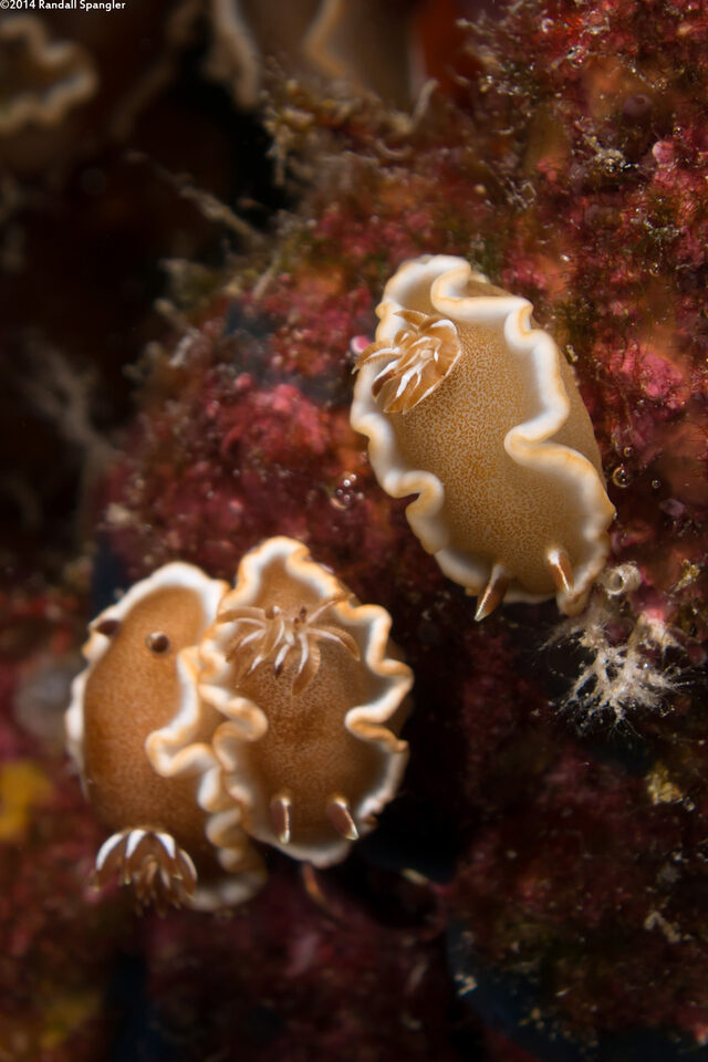 Glossodoris rufomarginata (White-Margin Nudibranch)