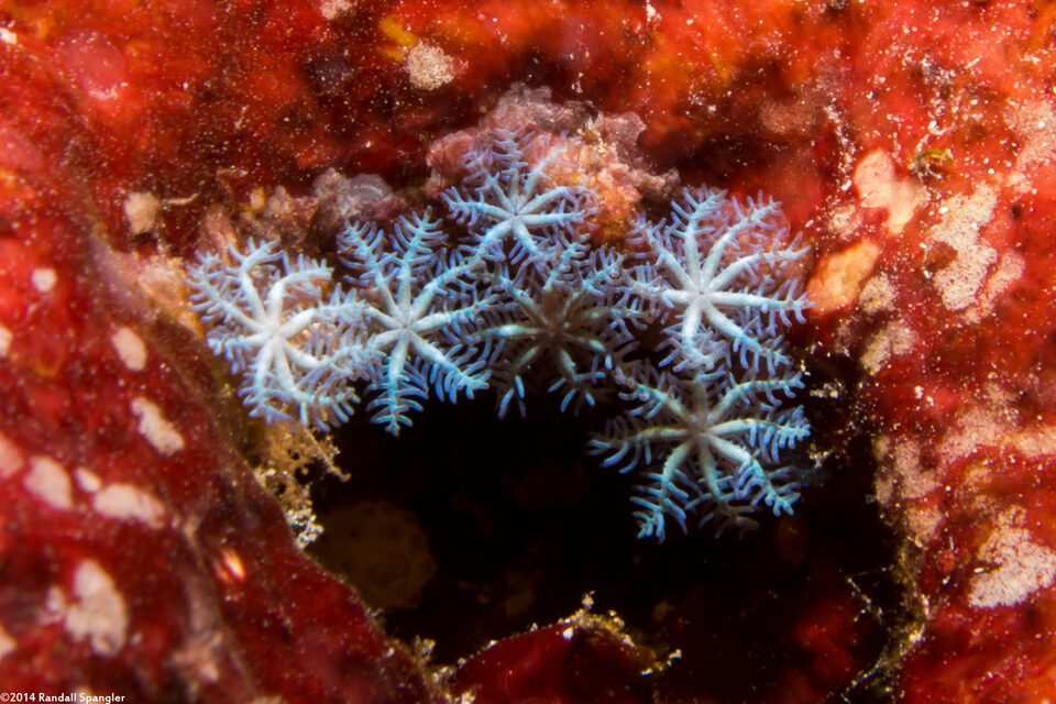 Sarcothelia edmondsoni (Blue Octocoral)