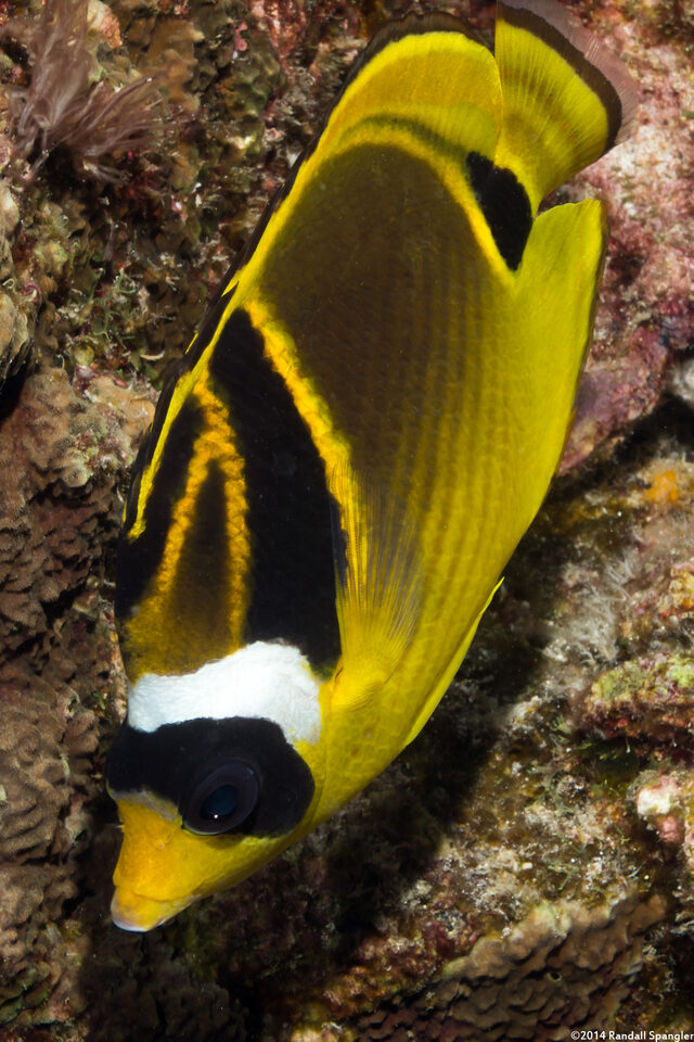 Chaetodon lunula (Raccoon Butterflyfish)