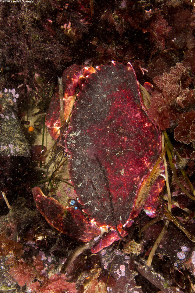 Cancer productus (Red Rock Crab)