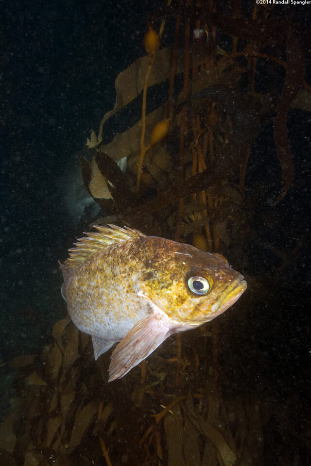Sebastes atrovirens (Kelp Rockfish)
