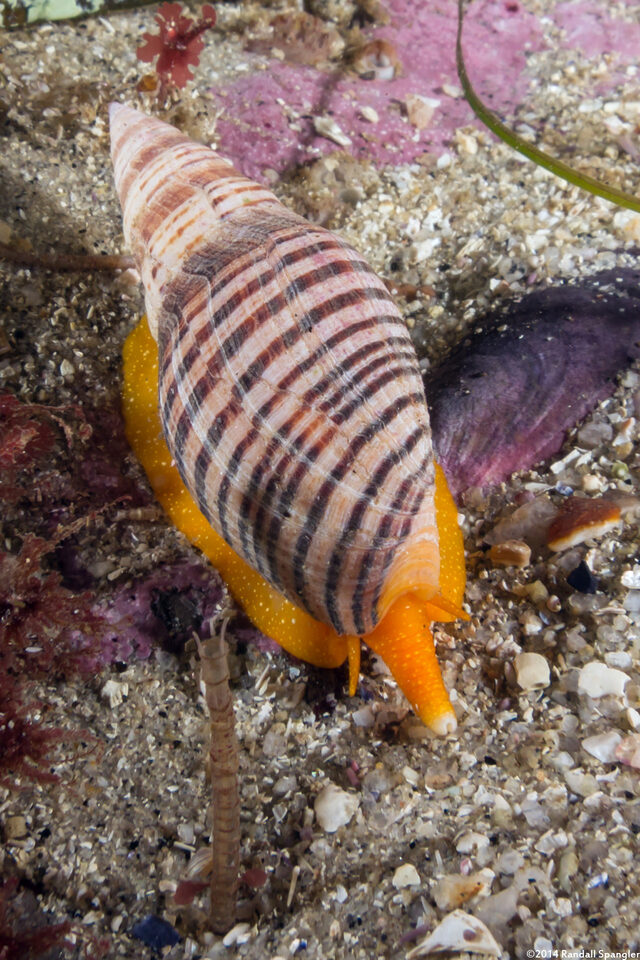 Megasurcula stearnsiana (Stearns' Turrid)