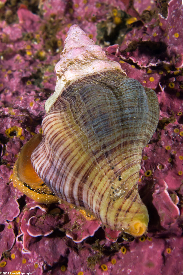 Kelletia kelletii (Kellet's Whelk)