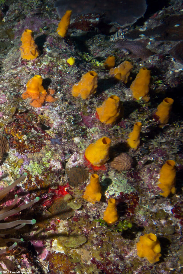 Siphonodictyon coralliphagum (Variable Boring Sponge)