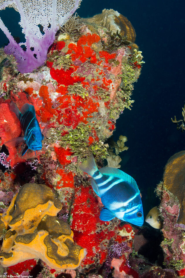 Hypoplectrus indigo (Indigo Hamlet)