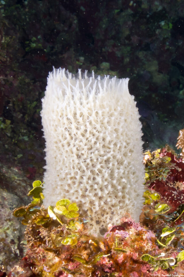 Niphates digitalis (Pink Vase Sponge)