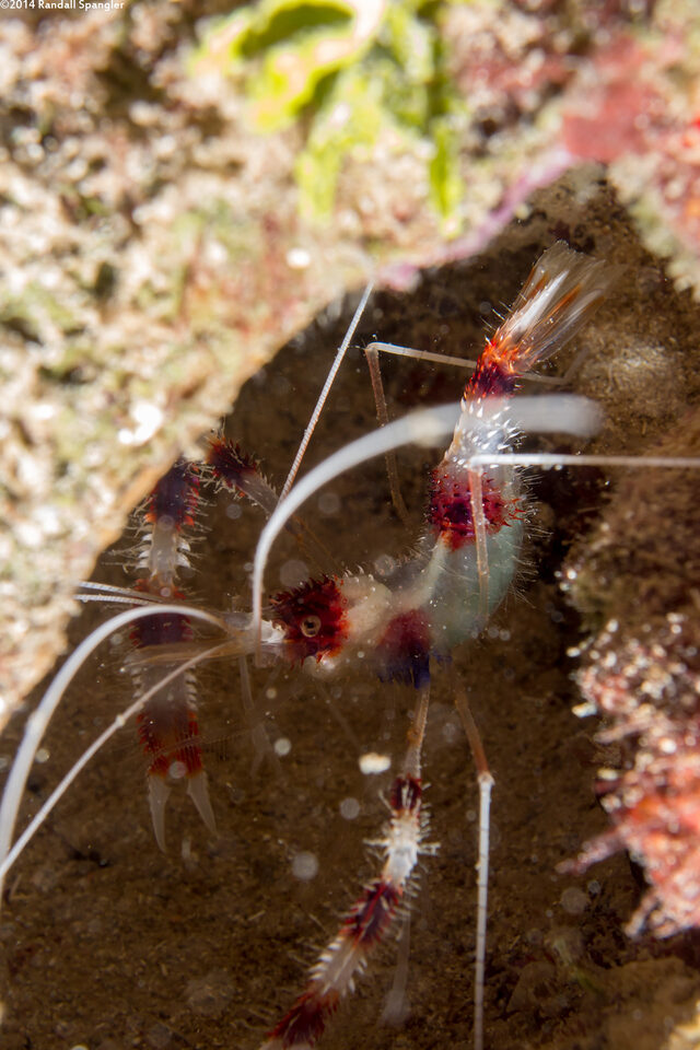 Stenopus hispidus (Banded Coral Shrimp)