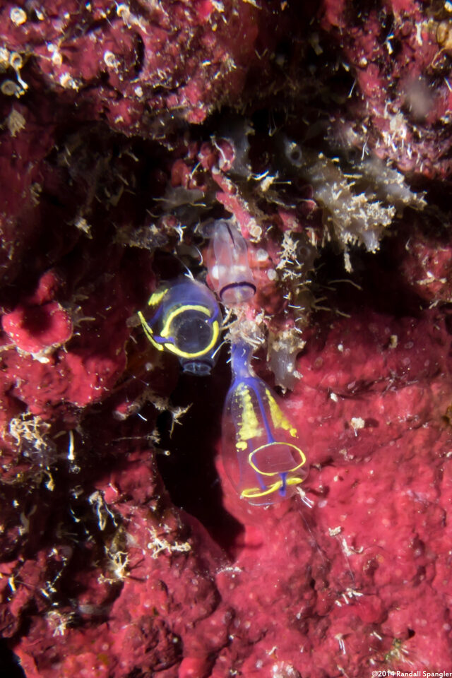 Clavelina sp.1 (Bulb Tunicate)