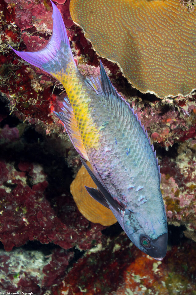 Clepticus parrae (Creole Wrasse)