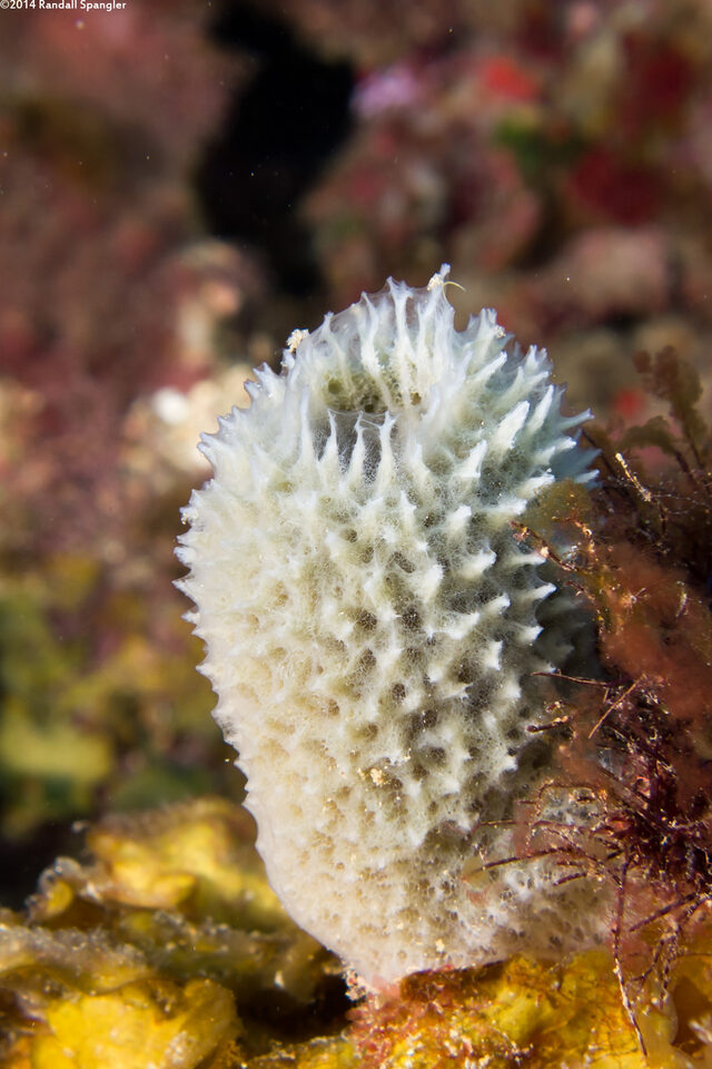 Niphates digitalis (Pink Vase Sponge)