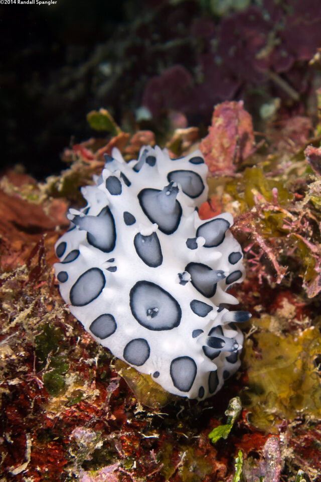 Ceratophyllidia papilligera (Black-Spotted Ceratophyllidia)