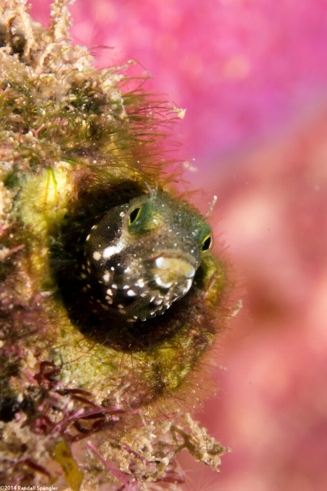 Acanthemblemaria spinosa (Spinyhead Blenny)