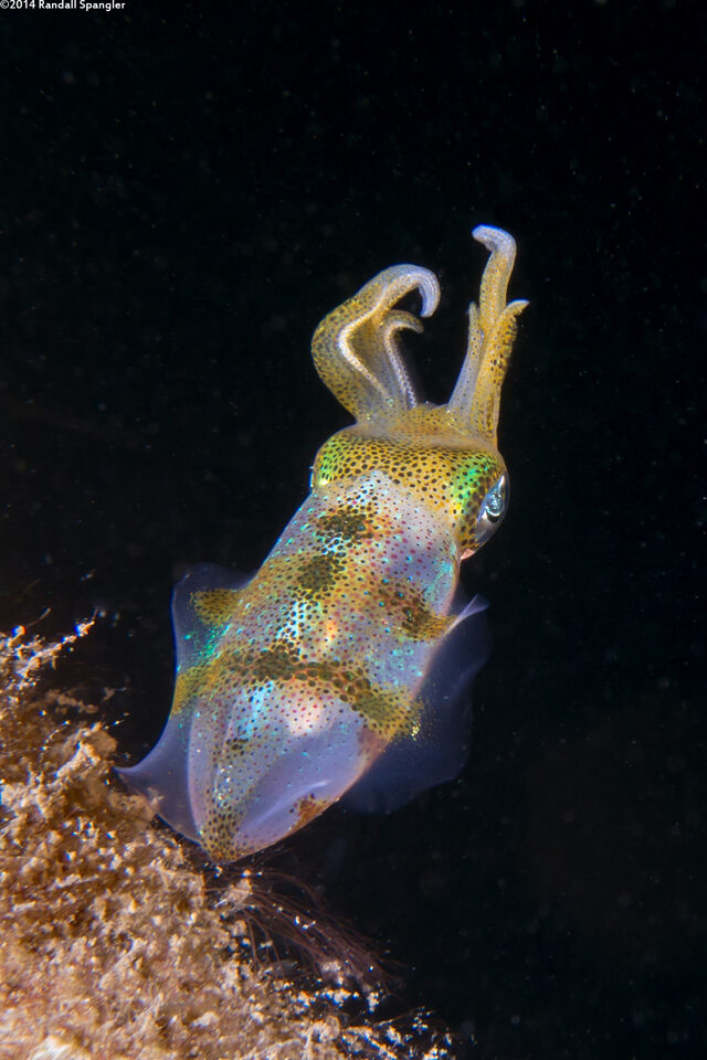 Sepioteuthis sepioidea (Caribbean Reef Squid)