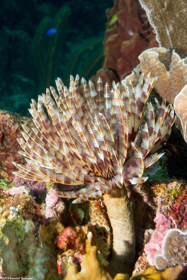 Sabellastarte magnifica (Magnificent Feather Duster)