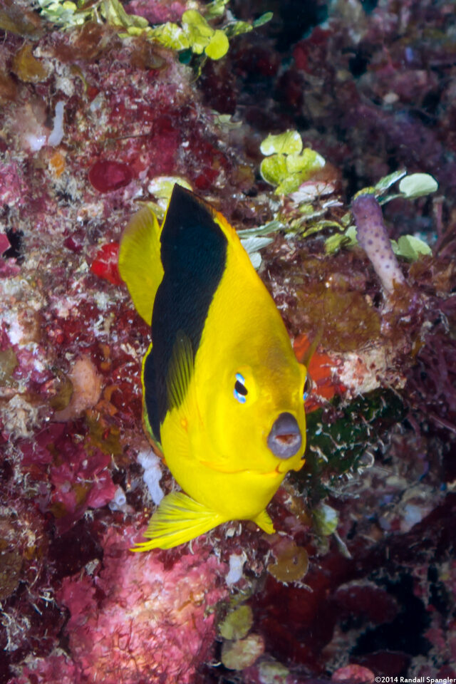 Holacanthus tricolor (Rock Beauty)