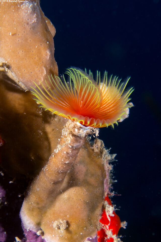 Pomatostegus stellatus (Star Horseshoe Worm)
