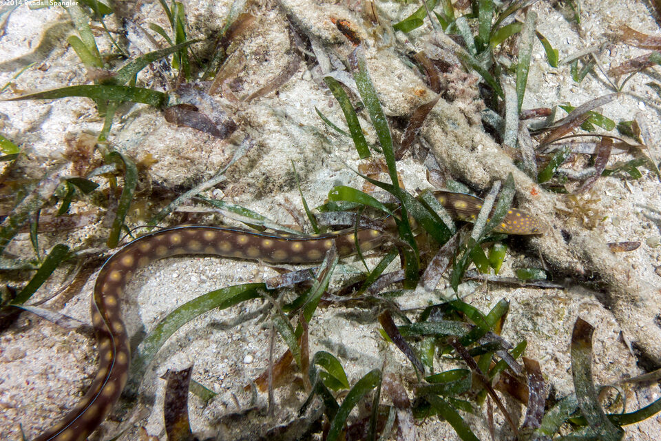 Myrichthys breviceps (Sharptail Eel)