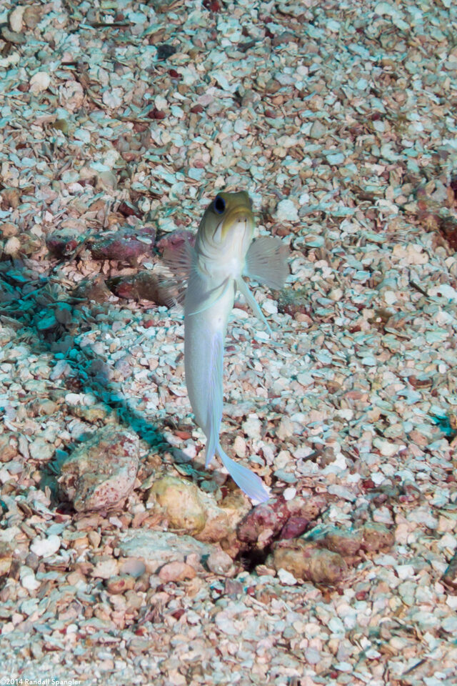 Opistognathus aurifrons (Yellowhead Jawfish)