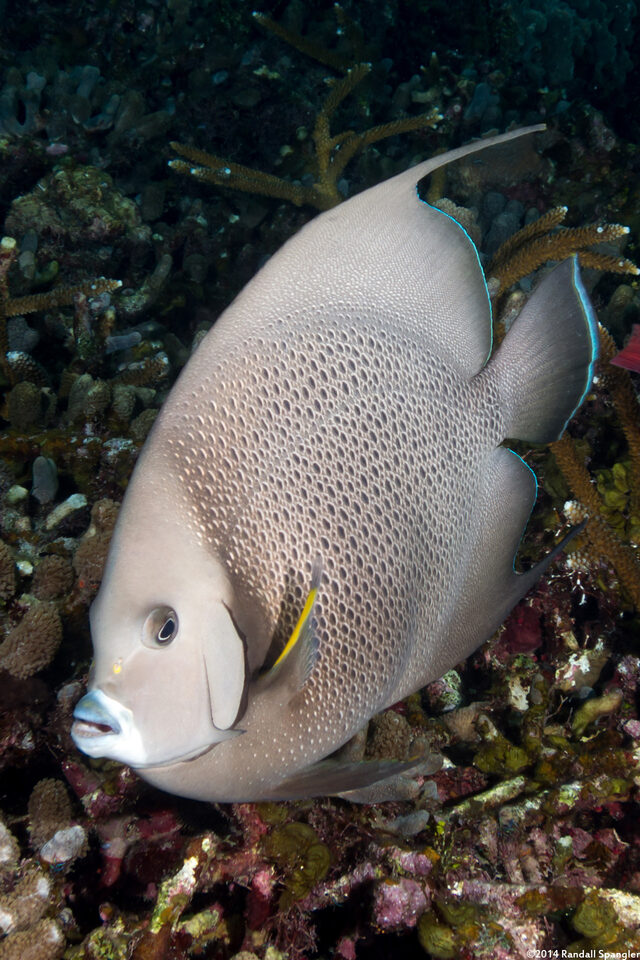 Pomacanthus arcuatus (Gray Angelfish)