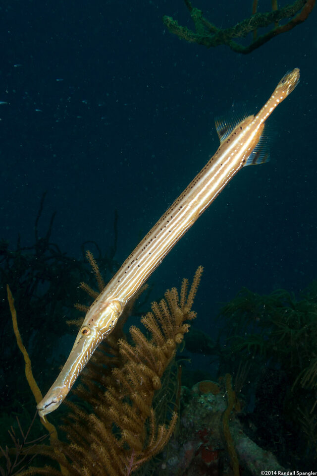 Aulostomus maculatus (Atlantic Trumpetfish)