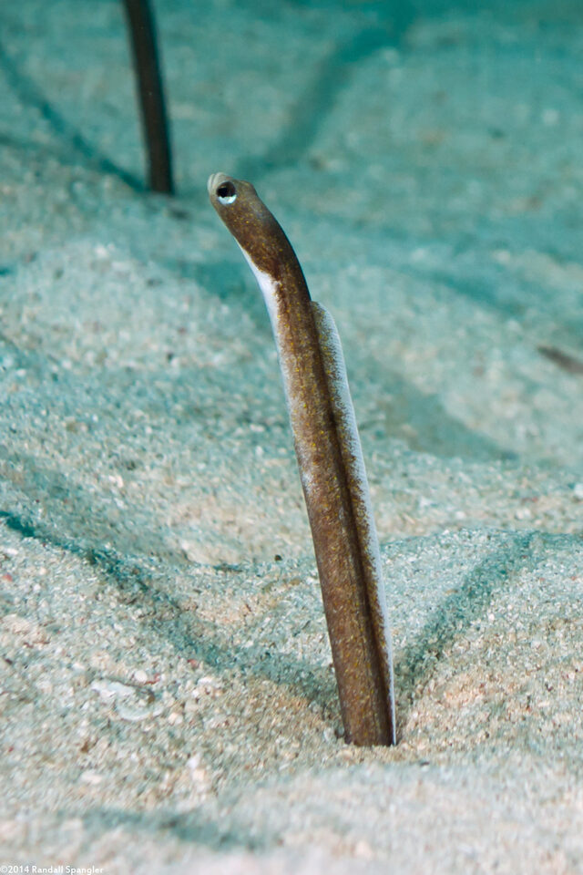 Heteroconger longissimus (Brown Garden Eel)