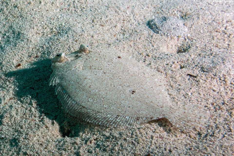 Bothus ocellatus (Eyed Flounder)
