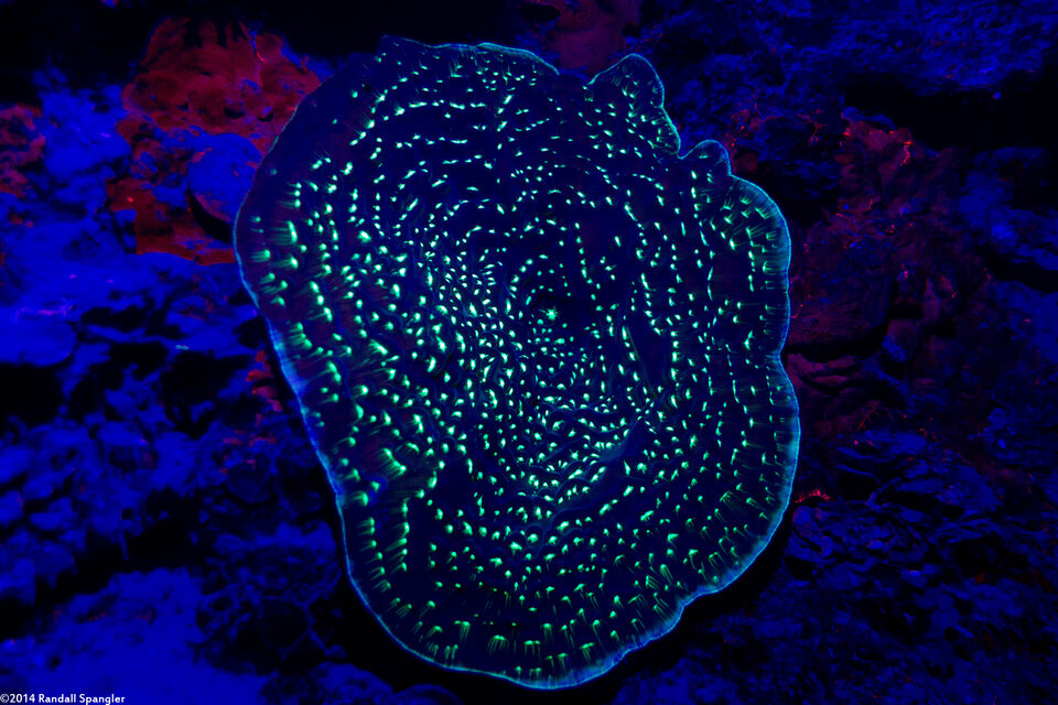 Agaricia fragilis (Fragile Saucer Coral)