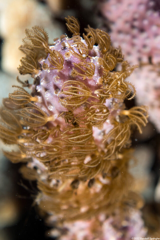 Briareum asbestinum (Corky Sea Finger)